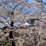 五稜郭公園（カモメ）