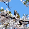 五稜郭公園（ヒヨドリ）