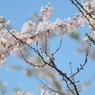五稜郭公園（？？？）