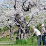 五稜郭公園（老夫婦）