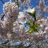 五稜郭公園（桜アップ）