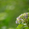６月の花