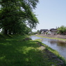 洗沢川の木陰