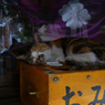 Siesta #2 : WeLoveCat