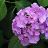 季節の花