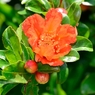 ザクロの花