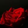 真紅の薔薇