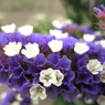 初夏の雪花