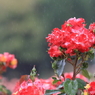 花便り　- 降りしきる雨の中で -