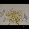 押し花ではありません。これでも紫陽花4