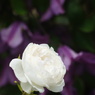 DSC07346