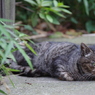 目つきの悪いボス猫