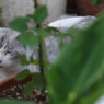 花壇の中に猫