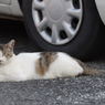 駐車場でお昼寝猫