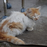 ボサボサ野良猫
