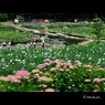 紫陽花と菖蒲と睡蓮