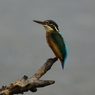 カワセミ　♀