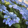 花まつり