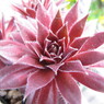 Red Ace