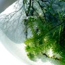 水面