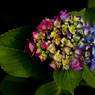 虹色陽花