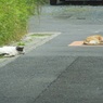 道路は気持ちいいニャン♪