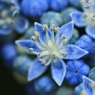 紫陽花のあじさい