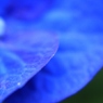 青色花弁
