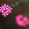 ピンク　・　・　・
