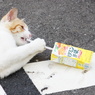 ジュースを飲むネコ 