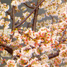 お台場　桜