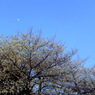 平和公園の桜