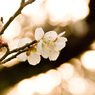 梅の花