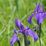 野花菖蒲