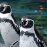ペンギン