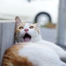 あっ、思い出ちたにゃ～～っ！ 