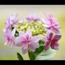 花ぐるま