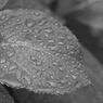 雨