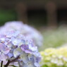 あじさい寺５