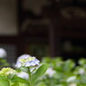 あじさい寺１０