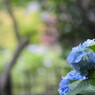 あじさい寺１２