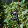photo_260738