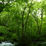 新緑の奥入瀬渓流