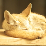 fennec