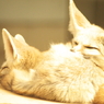 fennec