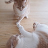 Girls's fight