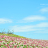 大阪　舞洲ゆり園