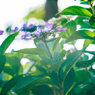 逆光に照らされる紫陽花