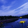 たんぽぽと空