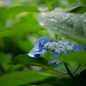 紫陽花
